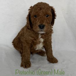 Pistachio - Red  male Goldendoodle puppy in De Pere, Wisconsin from Kinzor Kennels