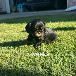 Lil Boo - Black and tan male Cavalier King Charles Spaniel puppy in Broken Arrow, Oklahoma from Cavalier King Charles Heartland