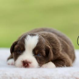 Salsa - Red tri female Miniature Australian Shepherd puppy in Prague, Oklahoma from Clay Creek Aussies