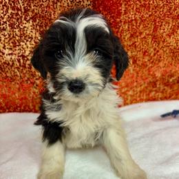 Little Jack-Jack - Black and white male Aussiedoodle puppy in Marshall, Arkansas from Buffalo River Puppies