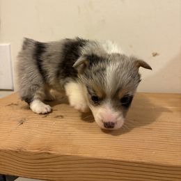 American Corgi and Australian Shepherd Puppies from KC Bar