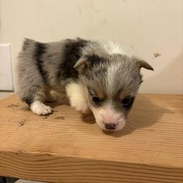American Corgi and Australian Shepherd Puppies from KC Bar