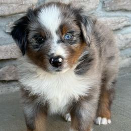 Smokey - Blue merle male Miniature Australian Shepherd puppy in Cunningham, Tennessee from Copper Creek Aussies