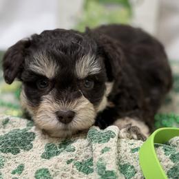 Green collar - Liver male Miniature Schnauzer puppy in Teton County, Montana from East Front Labradors & Treasure State Schnauzers