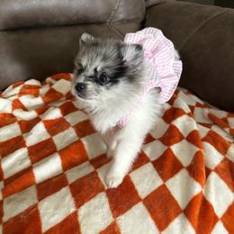 Pomeranian Puppies from Bella's Babies