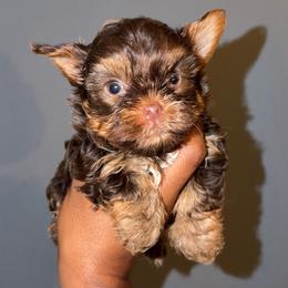 Yorkshire Terrier puppies from Amazing Companions Kennel