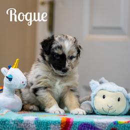 Rogue - Blue merle female Australian Shepherd puppy in Benton City, Washington from Eventide Australian Shepherds