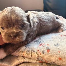 Silver - Lilac female Shih Tzu puppy in Citrus Heights, California from The Lion dog Shih Tzu