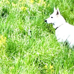 Nova - German Shepherd