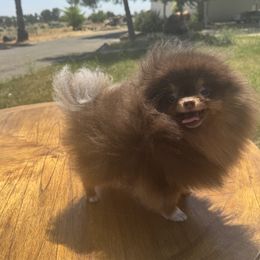 Pomeranian puppies from Strawberry Pom Poms