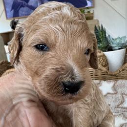 Onyx - Cream male Goldendoodle puppy in Gilbert, Arizona from DogHouse Doodles