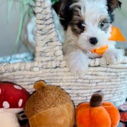 AdiSon - Parti male Yorkshire Terrier puppy in Prosper, Texas from DaintyDawlz