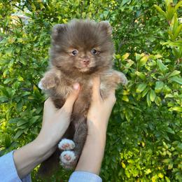 Grizzly Bear (Chocolate Pom) - Chocolate male Pomeranian puppy in Citrus Heights, California from Yev and Marina's Pomeranians (AKC)