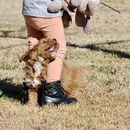 Bernedoodle and Cavapoo Puppies from Lawler’s Legacy Litters