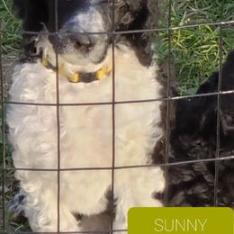 Poodle Puppies from Four Aces Poodles