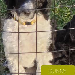 Poodle Puppies from Four Aces Poodles