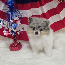 Annie - Blue merle female Pomeranian puppy in Buckeye, Arizona from BL Poms Heaven