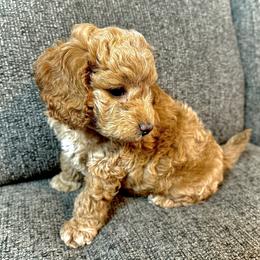 Cavapoo and Poodle Puppies from Quentin