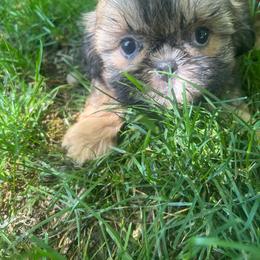 Boy 1 - Sable male Shih Tzu puppy in Tenino, Washington from Fantasy Realm Shih Tzus