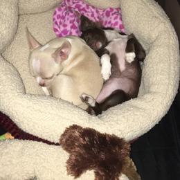 Chihuahua Puppies from B&D Chihuahuas