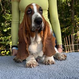 Amour - Black brown and white male Basset Hound puppy in Red Bay, Alabama from Maple Street Bassets