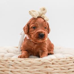 Yellow collar girl - Red  female Goldendoodle puppy in Spokane, Washington from Dream Doodles in Spokane WA