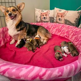 Pembroke Welsh Corgi Puppies from Annwyl McCorgis