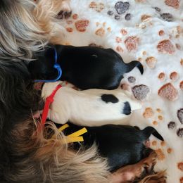 Yorkshire Terrier puppies from Parti Time Yorkies-Indy