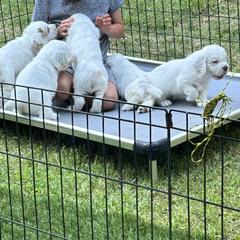 Clumber Spaniel Puppies from Wanderlust Clumber Spaniels