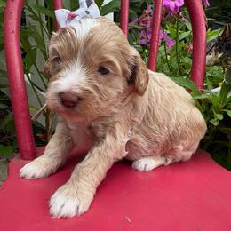 Crayola - Caramel cream female Labradoodle puppy in Camden, North Carolina from Oopsie Doodles of NC