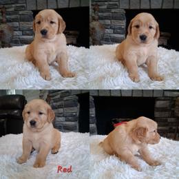 Green boy - Dark golden male Golden Retriever puppy in Howell, Michigan from Robbin's Treasures