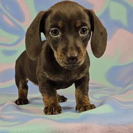 Dachshund Puppies from Newbern's Nuggets