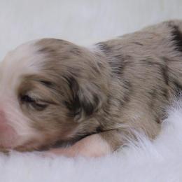 Girl 2 - Toy Australian Shepherd puppy in Corydon, Indiana from Arbuckle’s Lookin Good Aussies (LGA)
