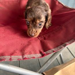 Rosaria - Dapple female Dachshund puppy in Conroe, Texas from Dots Dachshunds