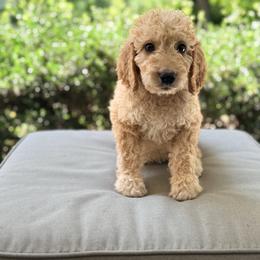 Walker - Apricot male Goldendoodle puppy in Goldsboro, North Carolina from The Grantham House