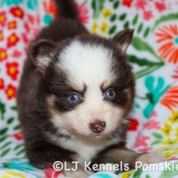 Cayenne - Chocolate female Pomsky puppy in Centerville, Iowa from LJ Kennels Pomskies, LLC