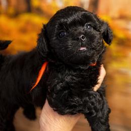 Blackberry - Black male Russian Tsvetnaya Bolonka puppy in Philmont, New York from BlackberryBRT