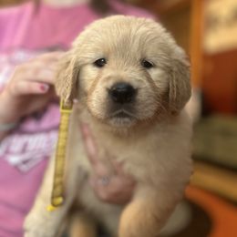 Golden Retriever and Labrador Retriever Puppies from Storm Chasers Retrievers
