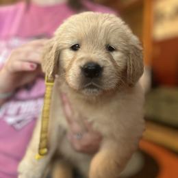 Golden Retriever and Labrador Retriever Puppies from Storm Chasers Retrievers