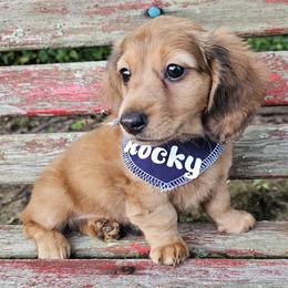 Dachshund Puppies from Watsons Dachshunds