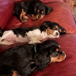 Cavalier King Charles Spaniel Puppies from Herrmann’s Royal Court of Cavalier King Charles Spaniel