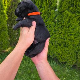 Laddie- Black boy - Black male Scottish Terrier puppy in Mount Vernon, Washington from Scottish Terrier Sandra T