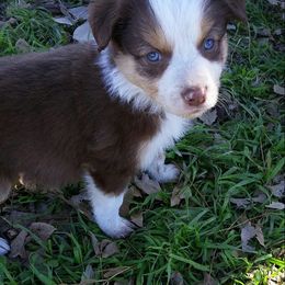 Border Collie Puppies from CRL Farms