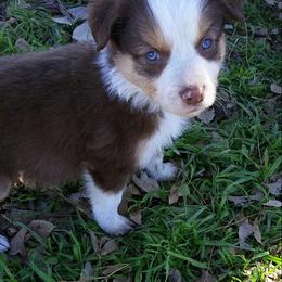 Border Collie Puppies from CRL Farms