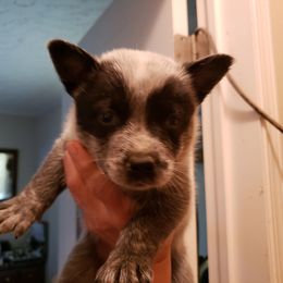 Australian Cattle Dog Puppies from Blue Coyote Ranch