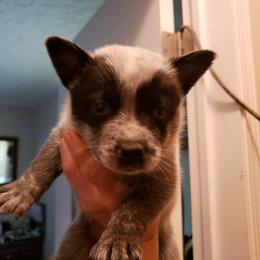 Australian Cattle Dog Puppies from Blue Coyote Ranch