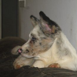 Cardigan Welsh Corgi Puppies from Woodrose Farm