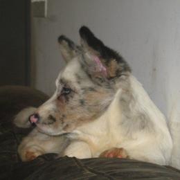 Cardigan Welsh Corgi Puppies from Woodrose Farm