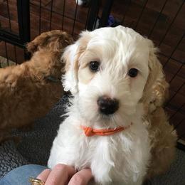 Labradoodle Puppies from Auburn Sky Labradoodles