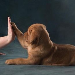 Iron Hill Retrievers breeder of Labrador Retriever